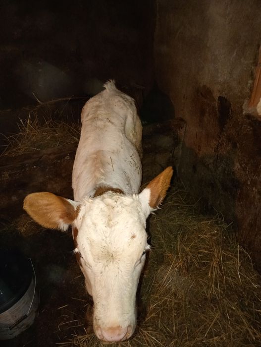 De vânzare 2 vițele vârsta aproape 2 luni