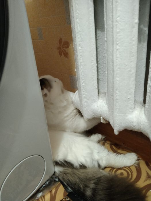 Нашли кошку, отдам в добрые руки