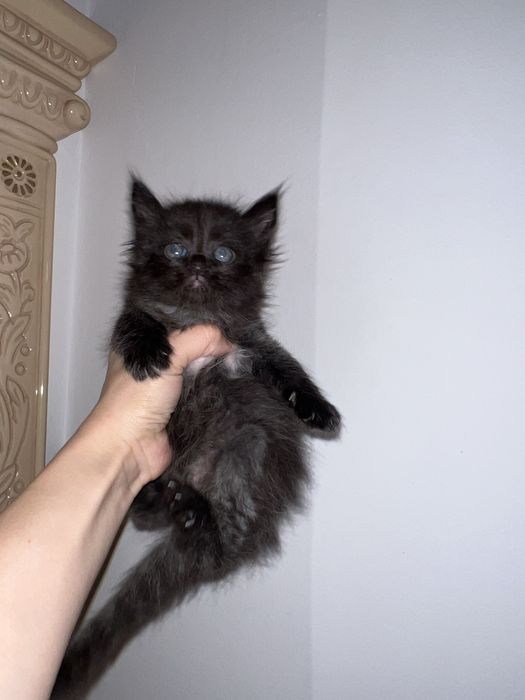 Мейн кун котята черный дым