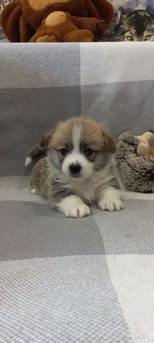 Вельш-корги пемброк