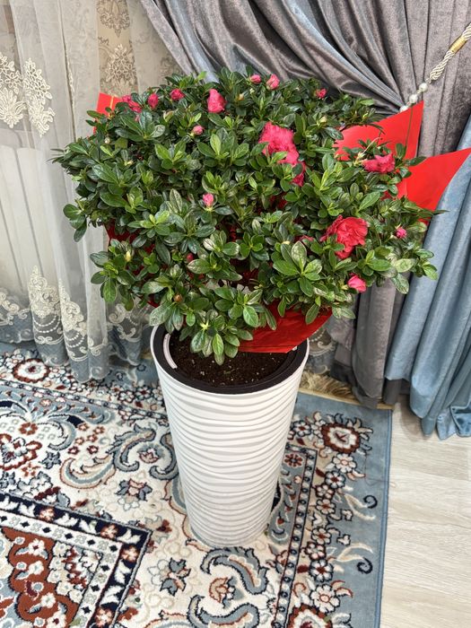 Азалия цветы свежий