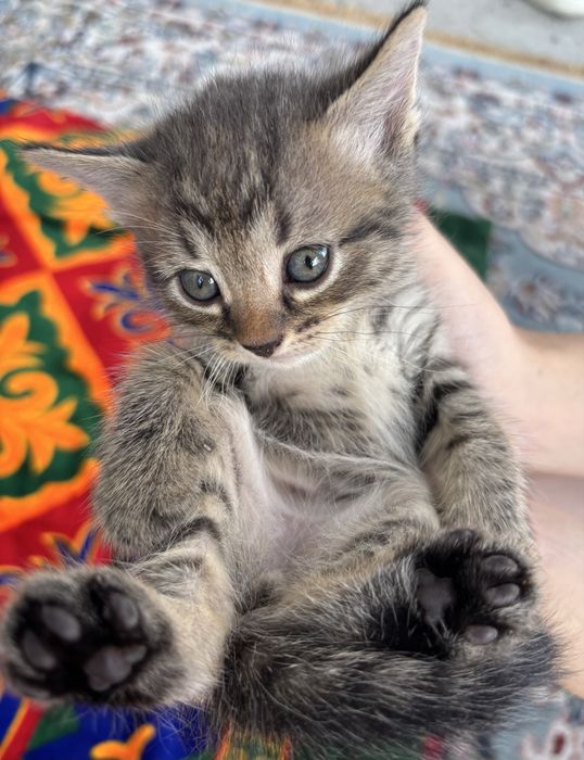 Котята смешанные