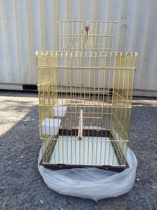 Клетка залатистая