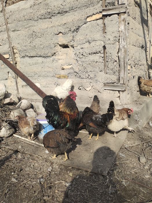 Продам петухов домашных