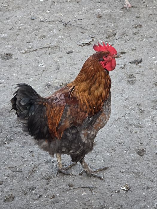 Cocosi de curte..crescuti cu porumb si grau. Bio