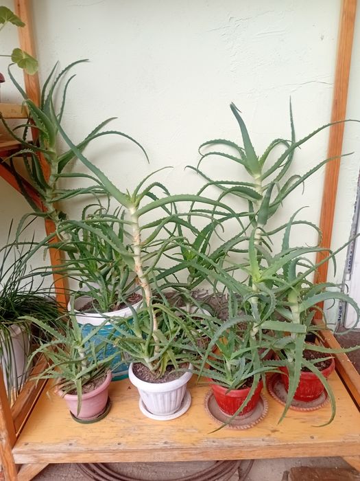 Алоэ лечебное  продаётся