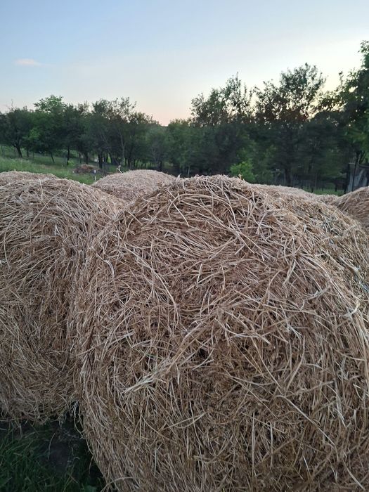 Vand baloți             .