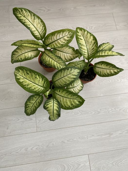 Продам Диффенбахию Tropic Snow