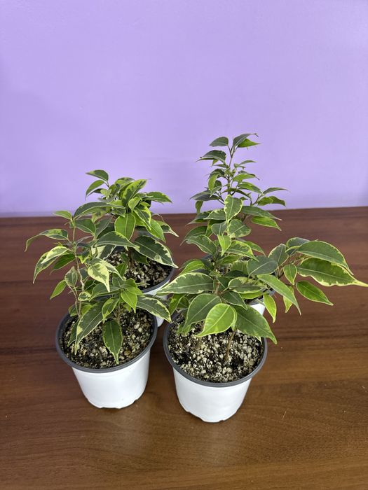 Фикусы , ухоженные адоптирлванные