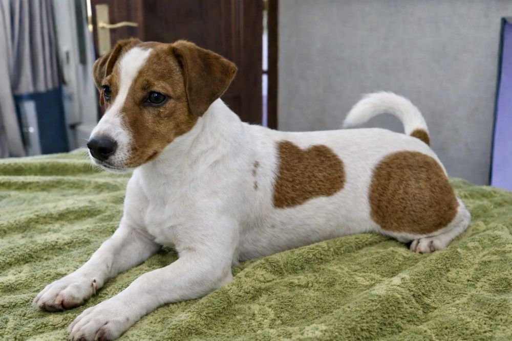 Щенок Джек Рассел терьера – ищем самую лучшую семью