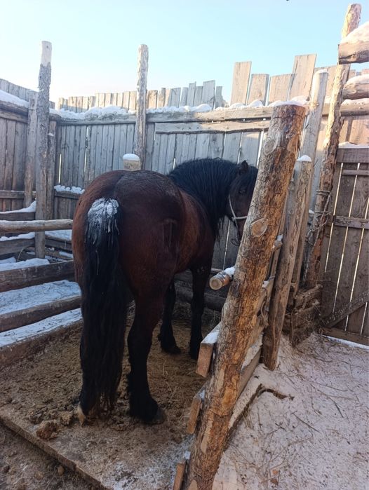 Продам жеребца на племя