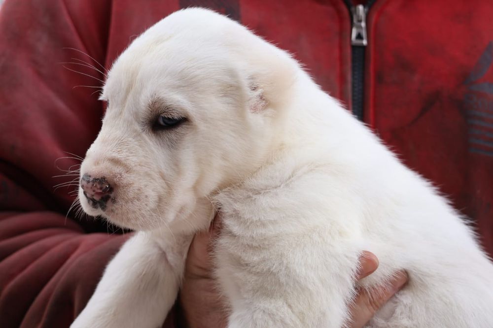 Белоснежные щенки САО Алабая