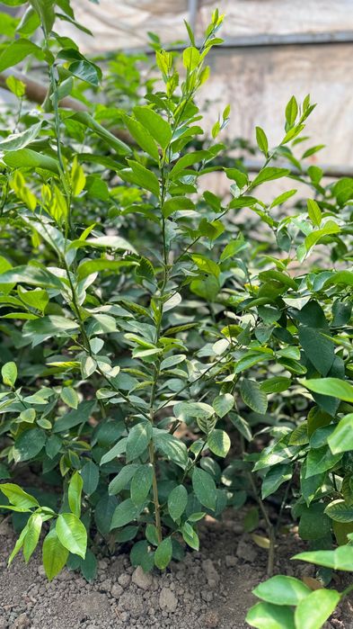 Limon koʻchat 3-4 yillik hosilga kirgan va kirmaganlari bor
