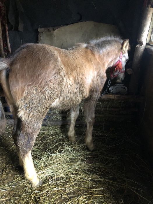 vand manz de 7 luni .