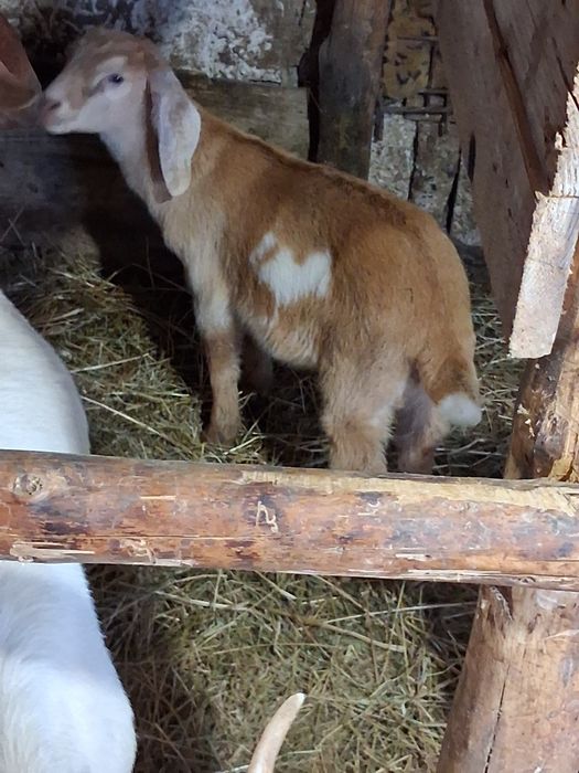 Vând capre anglobiene