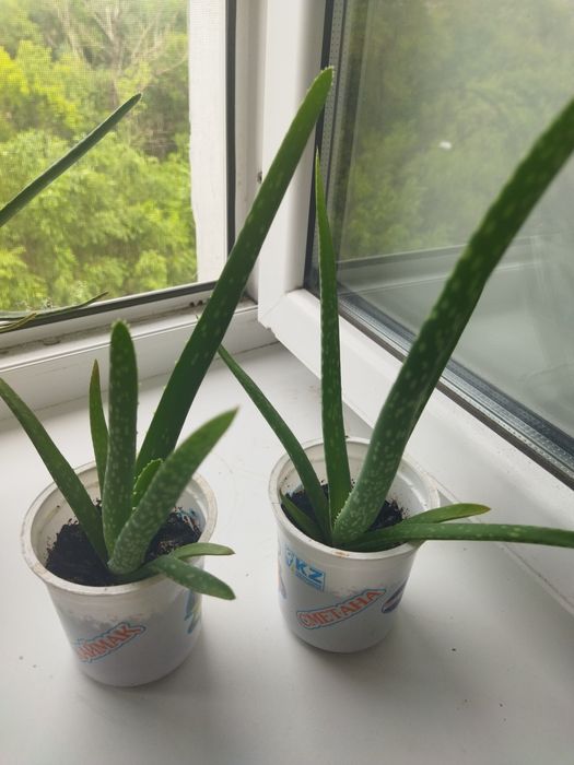 Продам срочно алоэ вера