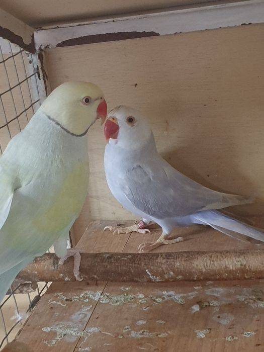 Papagali micul alexandru perechi mature