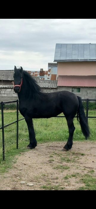 Iapa frizian gestanta pedigree Olanda