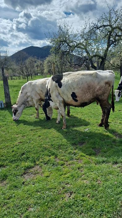 Vând două vaci holstaien