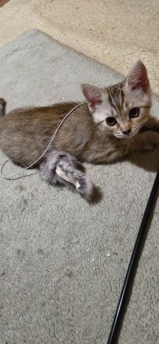 Котёнок в добрые руки.