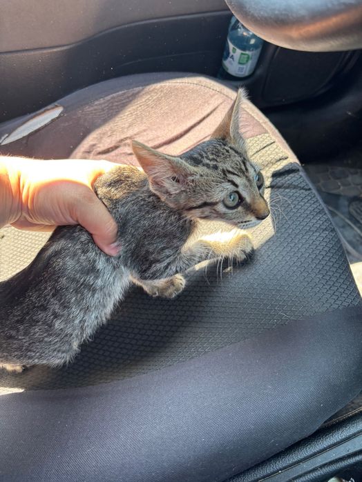 Adopții pui de pisică
