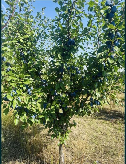 Prune pentru consum sau distilare