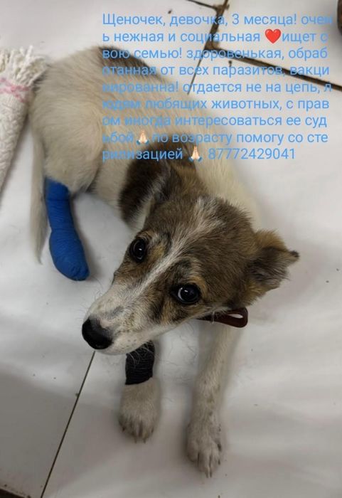 В добрые руки малышка.