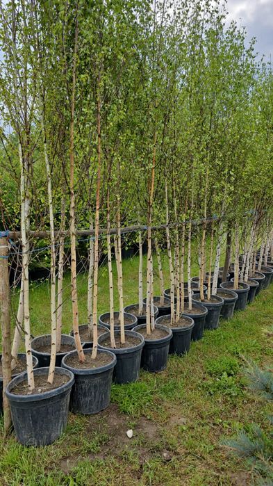 Plantație de mesteacăn alb ornamental