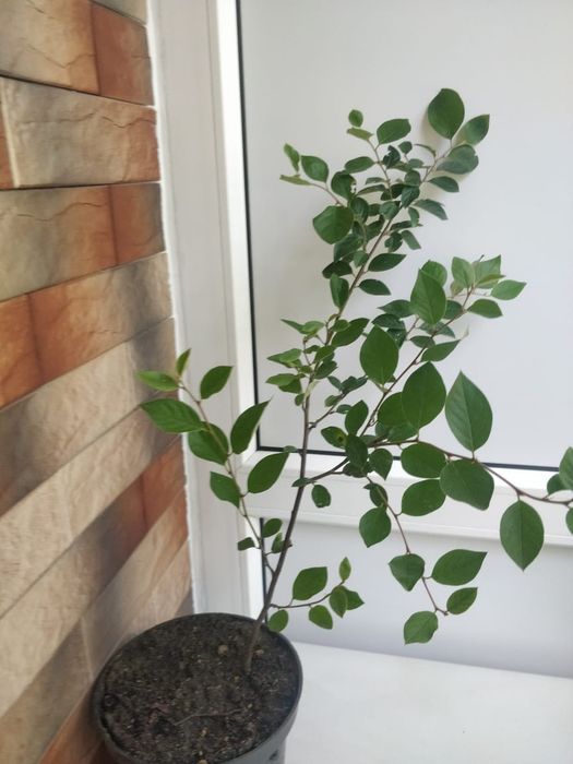 Продам кизильник блестящий. 2500