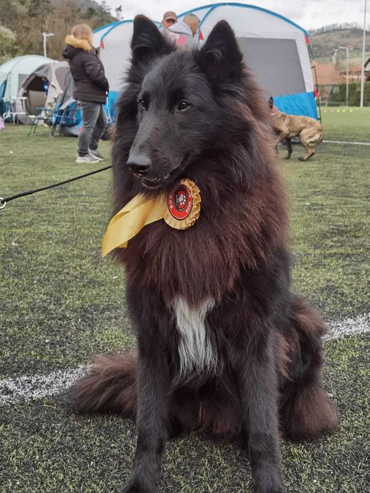 Ciobanesc belgian groenendael