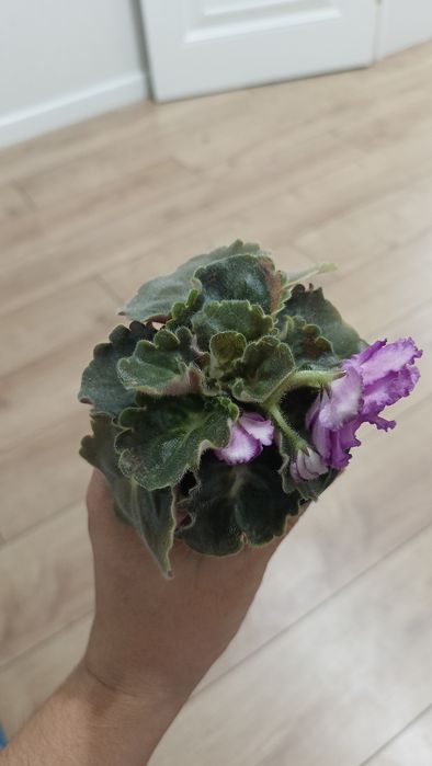 Фиалка. Девочка с веером