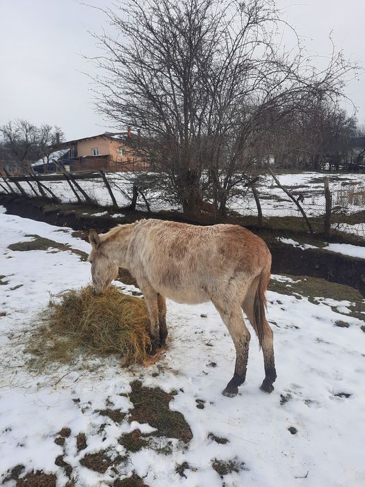 oferta magarite cu pui și gestante
