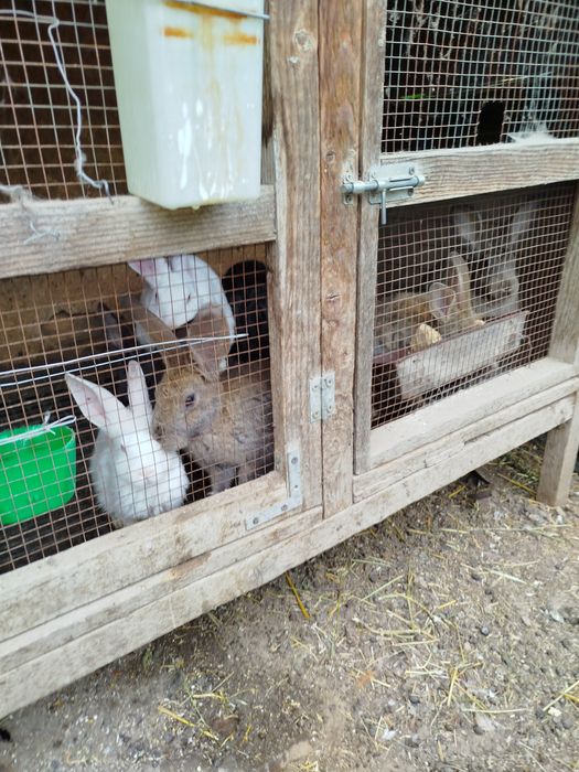hycole francez tineret și matur