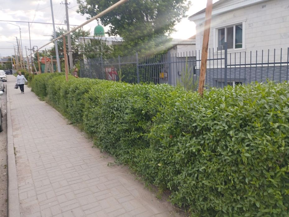 Обрезка живой изгороди
