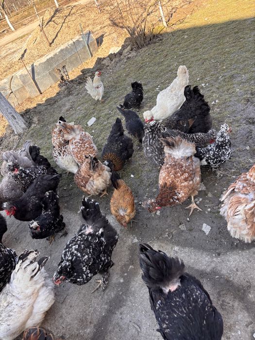 Oua de incubat de la   gaini motate