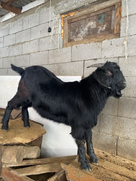 Козел есть еще козел