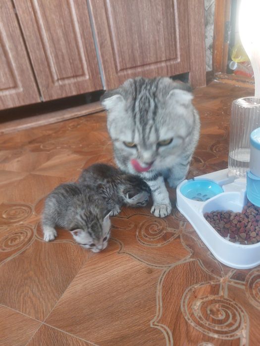 Продаются котята