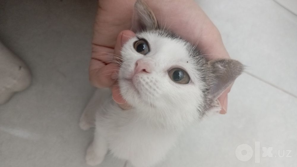 Котенок девочка 2 месяца
