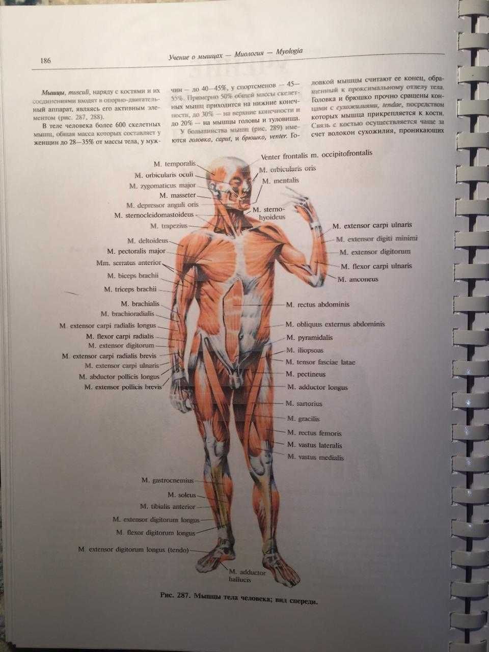 Мышечная система человека большой анатомический атлас
