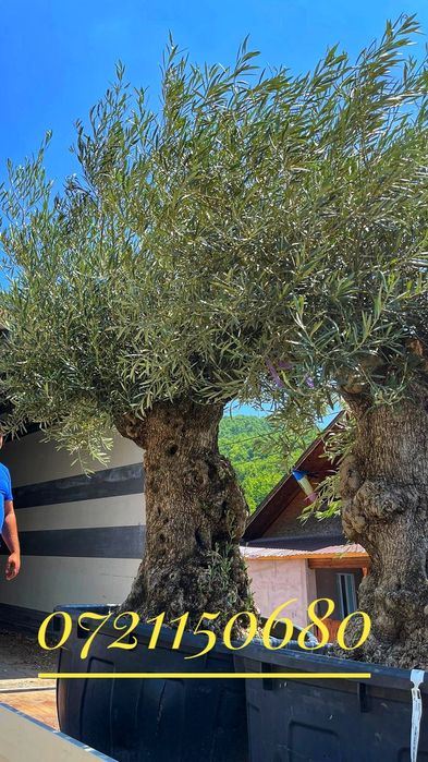 Olea europaea, maslin secular.