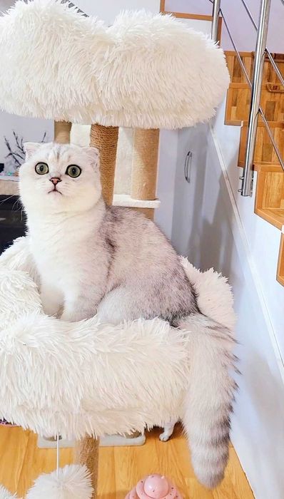 Baiat superb scottish fold cu pedigree