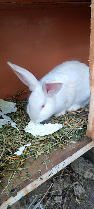 Продам кролик девочка 10 месец