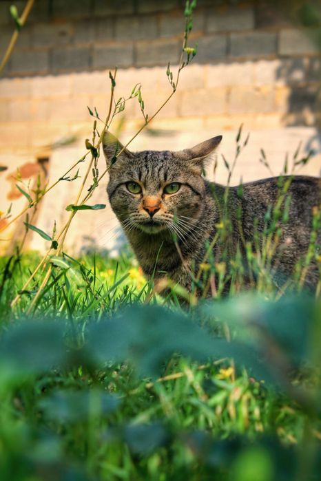 Canon 1100d хороший