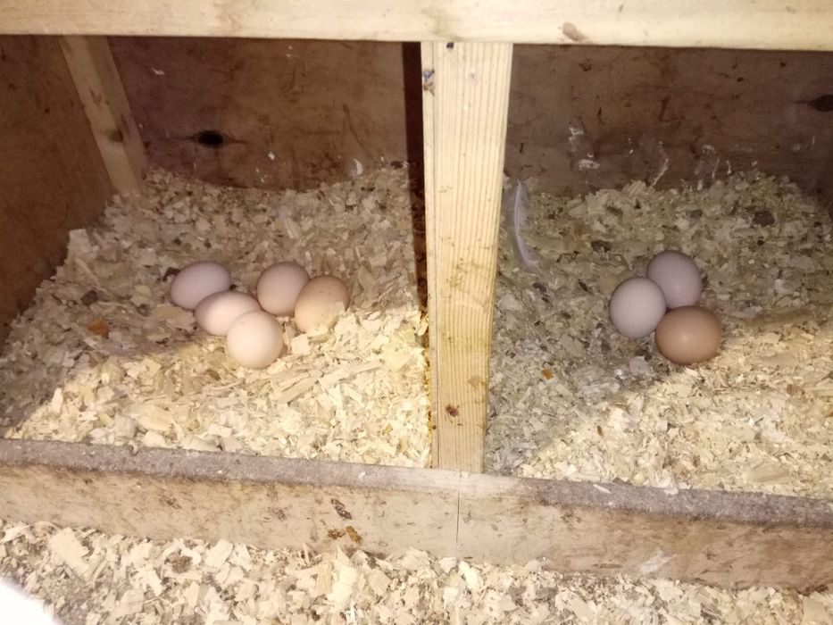 Яйцо куринное домашнее