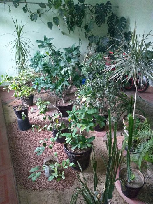 комнатные растения/  xonaki gullar