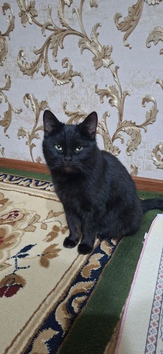 Нашар пышык кошка