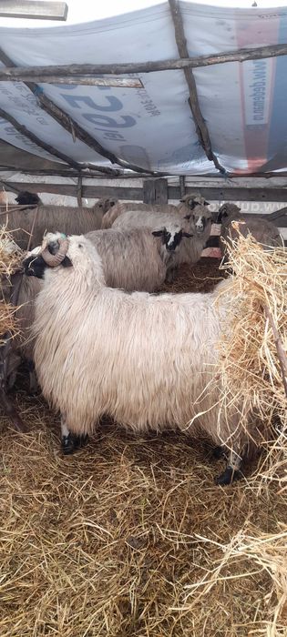 Oi de vanzare!!!