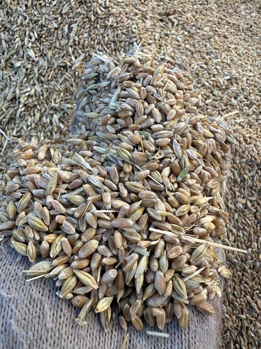 Продаем зерно в мешках