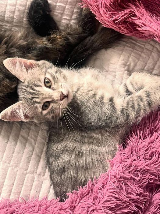 Отдам котят в хорошие руки