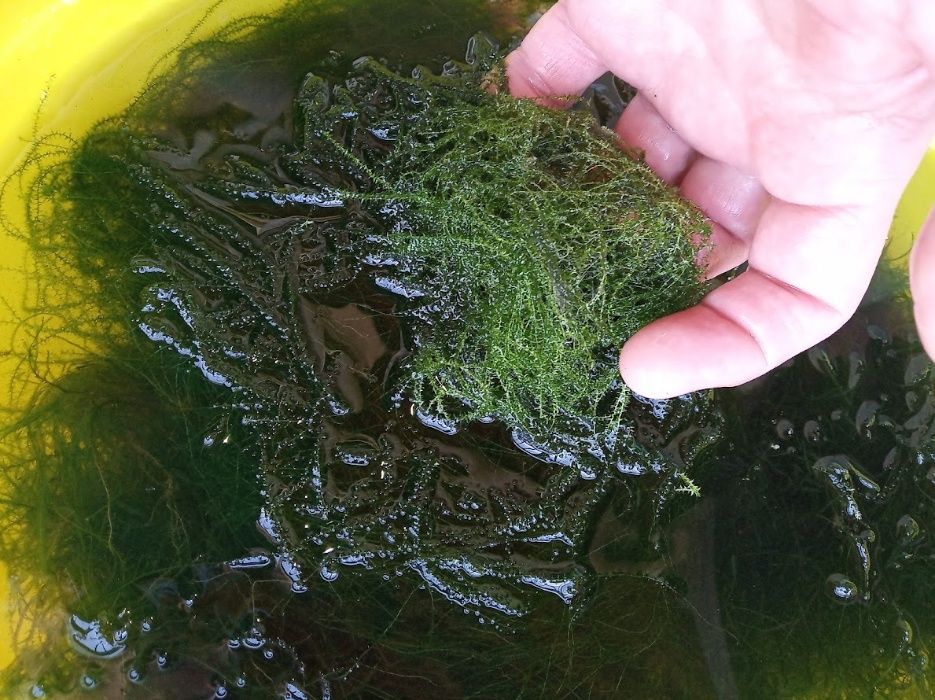 Водни растения за аквариуми